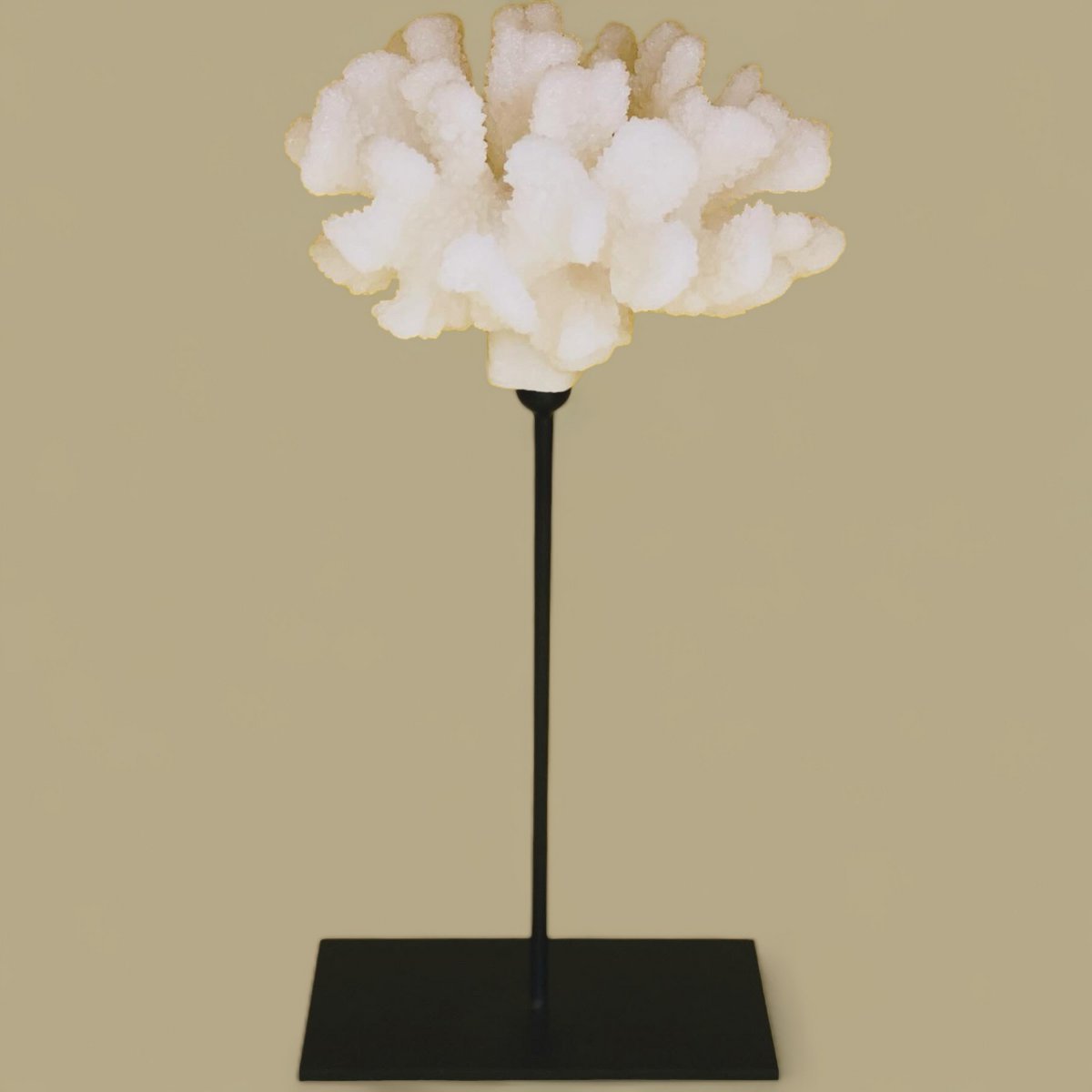 Koraalcollectie met metalen standaard